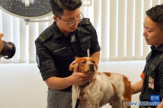这是机场保安犬只在接管医疗查验(6月8日摄)。 新华社发(香港机场握住局供图)