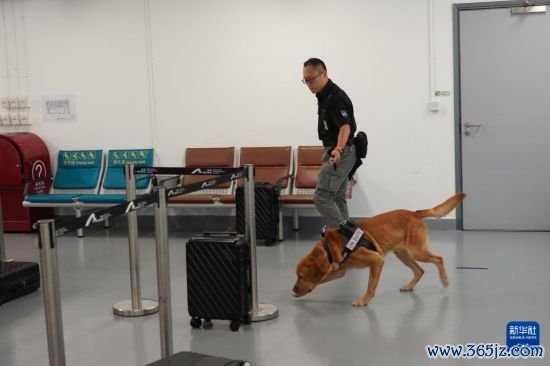 这是机场保安犬只在进行搜索考试(6月8日摄)。 新华社发(香港机场握住局供图)