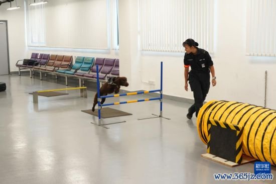 这是机场保安犬只在进行穿越窒碍物考试(6月8日摄)。 新华社发(香港机场握住局供图)