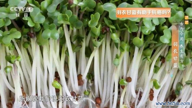 羽衣甘蓝为何被称为“超等食品” 养分丰富护健康